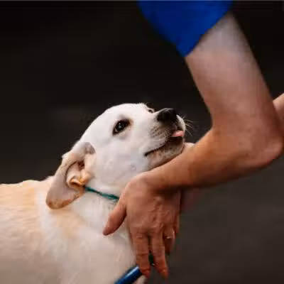 Zoom Room Dog Training - Overland Park - Overland Park, KS