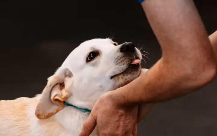 Zoom Room Dog Training - Overland Park - Overland Park, KS