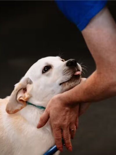 Zoom Room Dog Training - Overland Park - Overland Park, KS