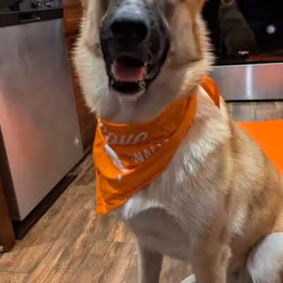 Zoom Room Dog Training - Overland Park - Overland Park, KS