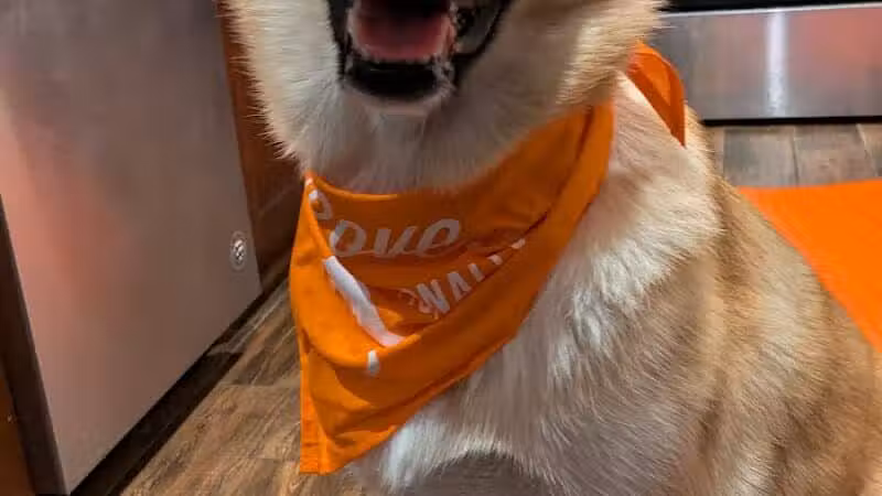 Zoom Room Dog Training - Overland Park - Overland Park, KS