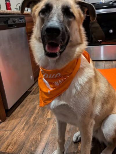 Zoom Room Dog Training - Overland Park - Overland Park, KS