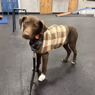 Zoom Room Dog Training - Overland Park - Overland Park, KS