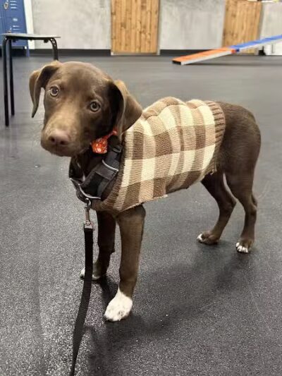 Zoom Room Dog Training - Overland Park - Overland Park, KS