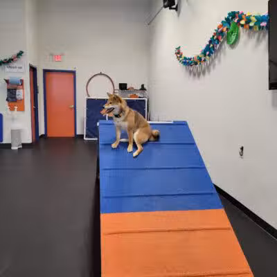 Zoom Room Dog Training - Overland Park - Overland Park, KS