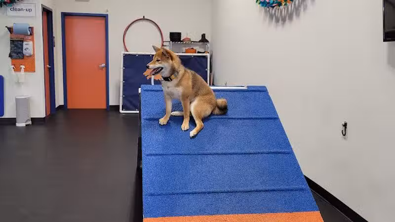 Zoom Room Dog Training - Overland Park - Overland Park, KS