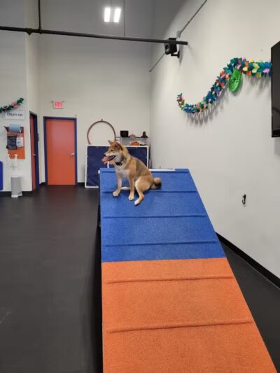 Zoom Room Dog Training - Overland Park - Overland Park, KS