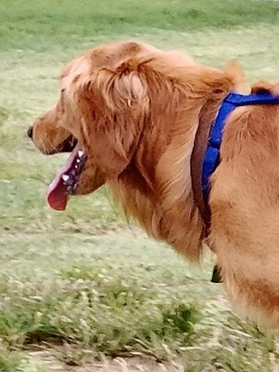 Waggin Trail Dog Park - Owasso, OK