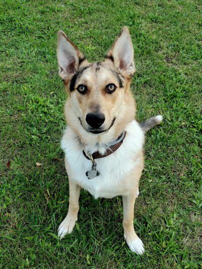 Rebecca Weitsman Memorial Dog Park - Owego, NY
