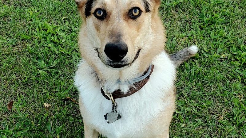 Rebecca Weitsman Memorial Dog Park - Owego, NY