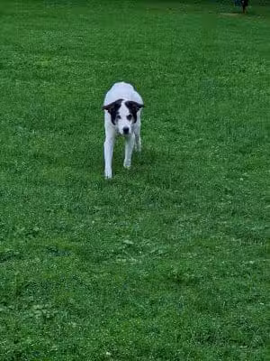 Rebecca Weitsman Memorial Dog Park - Owego, NY