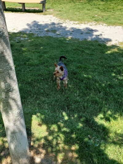 Rebecca Weitsman Memorial Dog Park - Owego, NY
