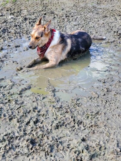 Rebecca Weitsman Memorial Dog Park - Owego, NY