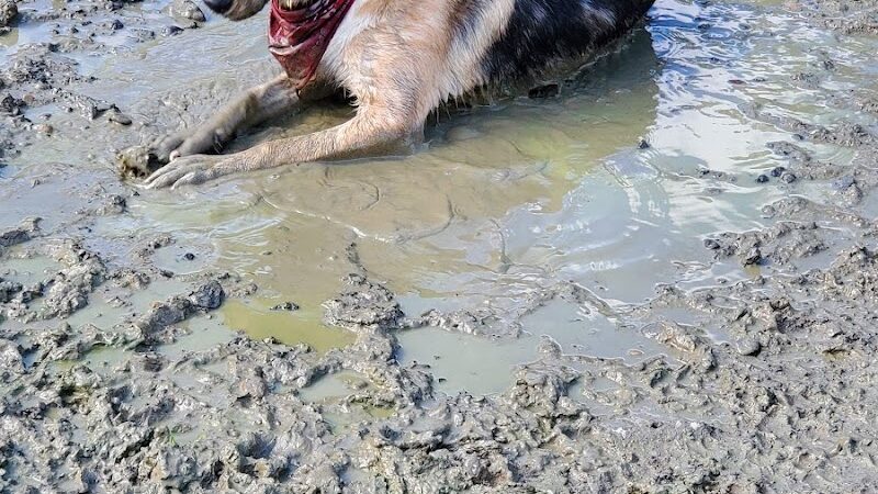 Rebecca Weitsman Memorial Dog Park - Owego, NY