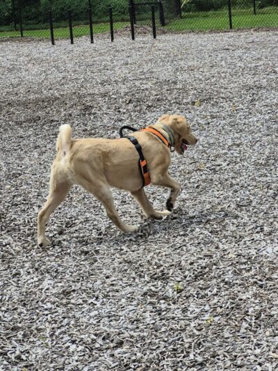 Rebecca Weitsman Memorial Dog Park - Owego, NY