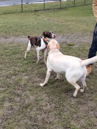 Rebecca Weitsman Memorial Dog Park - Owego, NY