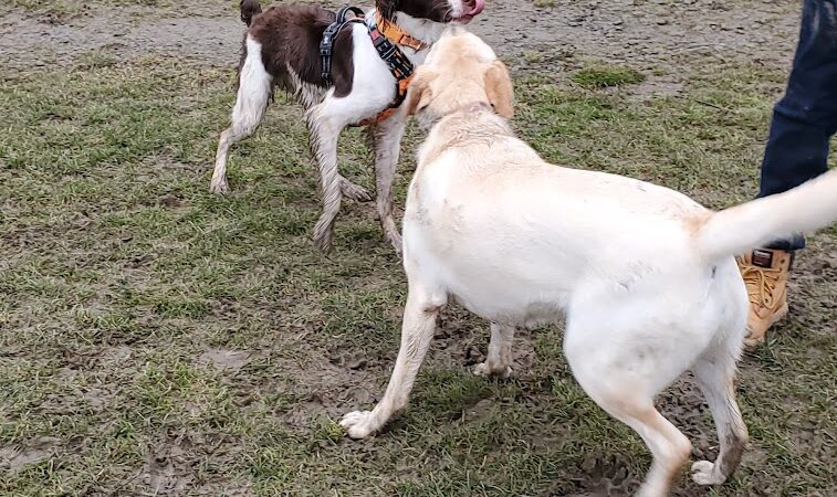 Rebecca Weitsman Memorial Dog Park - Owego, NY