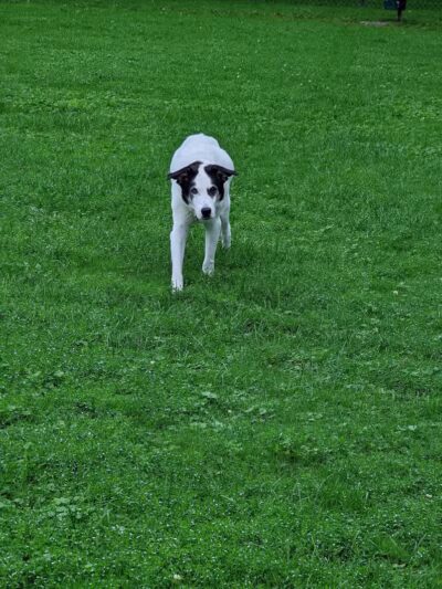 Rebecca Weitsman Memorial Dog Park - Owego, NY
