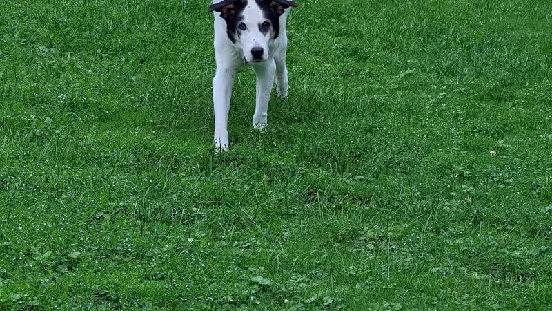 Rebecca Weitsman Memorial Dog Park - Owego, NY