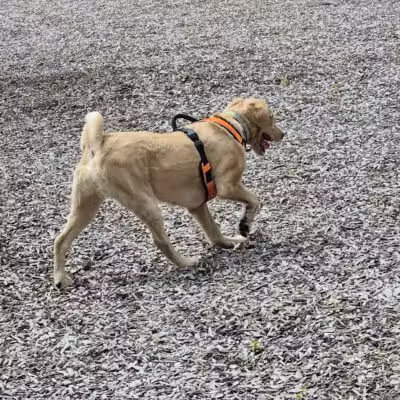 Rebecca Weitsman Memorial Dog Park - Owego, NY