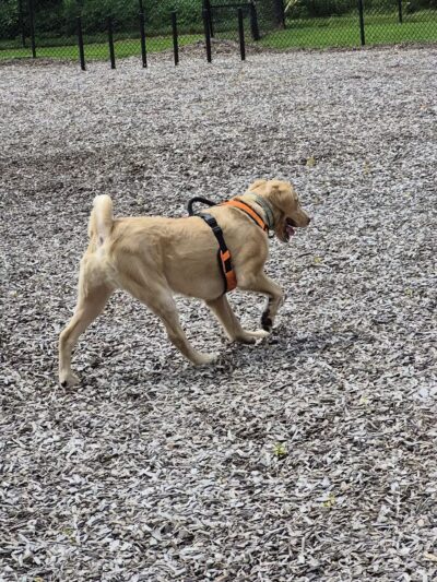 Rebecca Weitsman Memorial Dog Park - Owego, NY