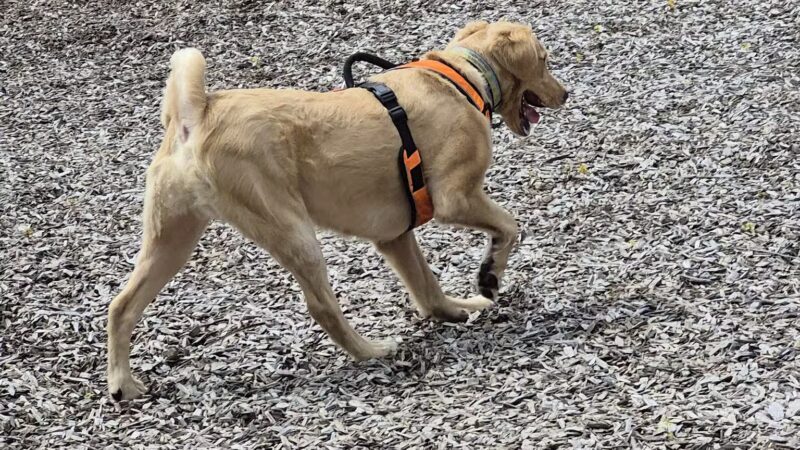 Rebecca Weitsman Memorial Dog Park - Owego, NY