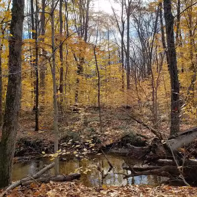 Lake Marguerite Wildlife Refuge - Oxford, NJ