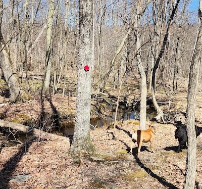 Lake Marguerite Wildlife Refuge - Oxford, NJ