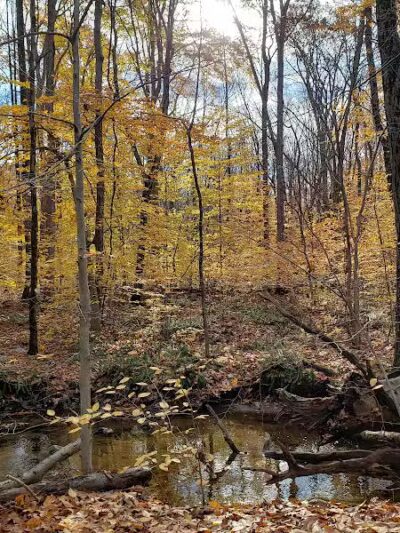 Lake Marguerite Wildlife Refuge - Oxford, NJ