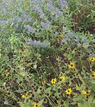 Police Officer Nicholas Demutiis Park - Ozone Park, NY