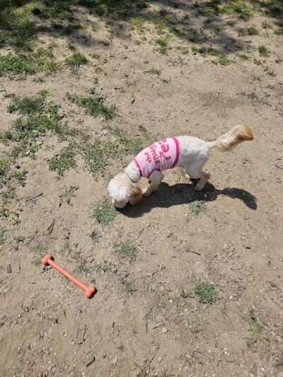 Police Officer Nicholas Demutiis Park - Ozone Park, NY