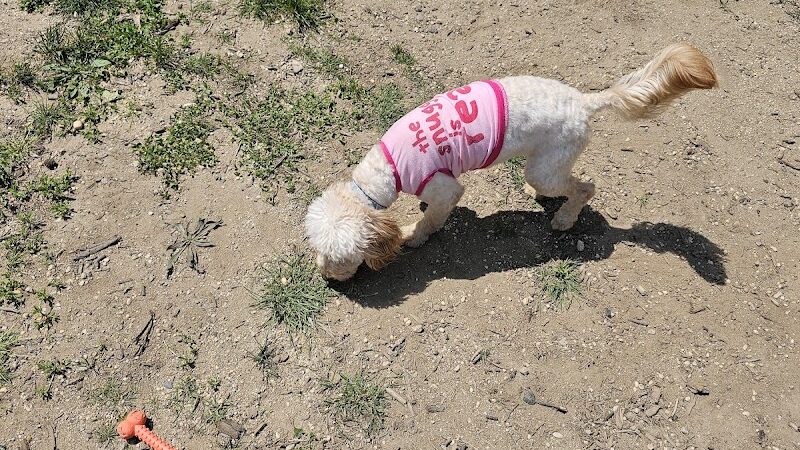 Police Officer Nicholas Demutiis Park - Ozone Park, NY