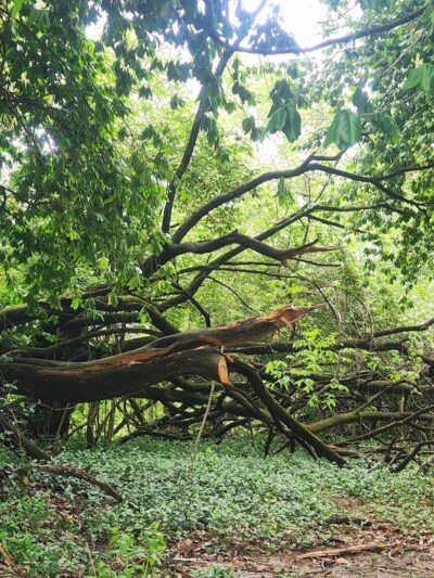 Pacific Community Park - Pacific, MO