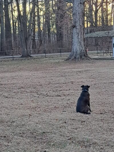 Stuart Nelson Large Dog Park - Paducah, KY