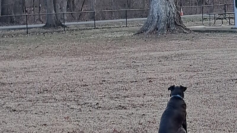 Stuart Nelson Large Dog Park - Paducah, KY