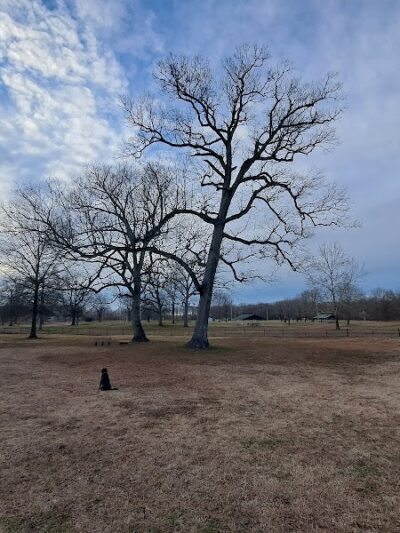 Stuart Nelson Large Dog Park - Paducah, KY
