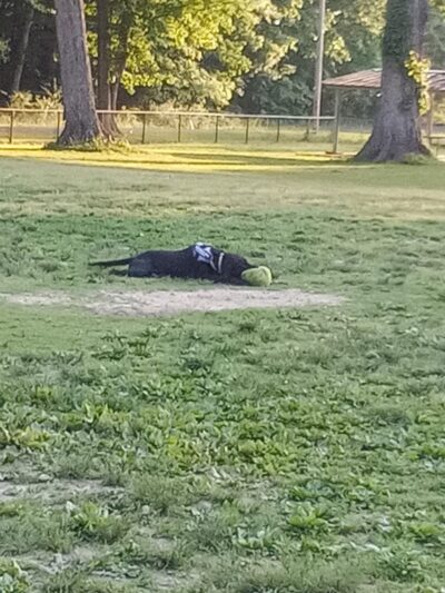 Stuart Nelson Large Dog Park - Paducah, KY