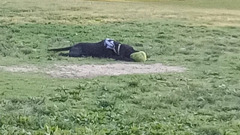 Stuart Nelson Large Dog Park - Paducah, KY