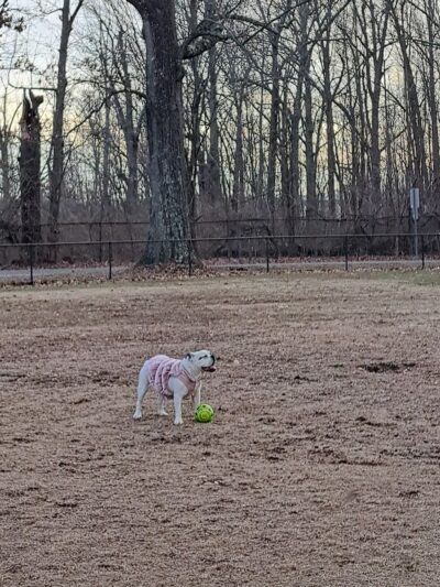 Stuart Nelson Small Dog Park - Paducah, KY