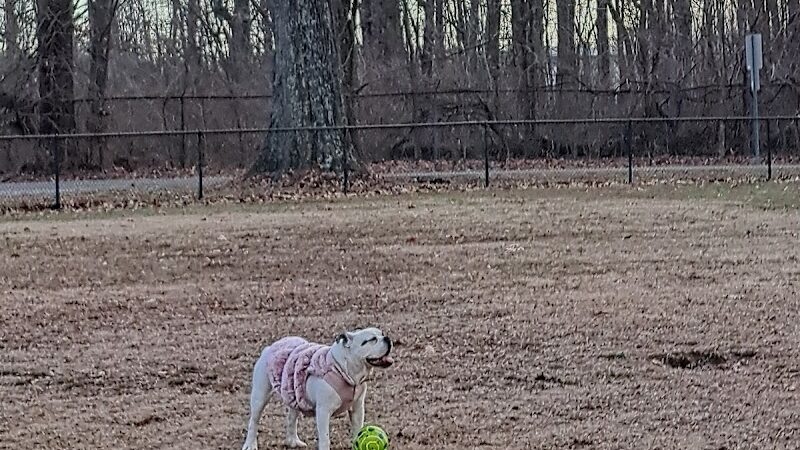 Stuart Nelson Small Dog Park - Paducah, KY