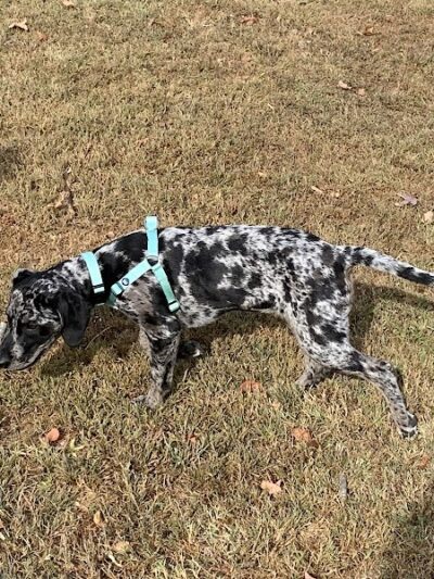 Stuart Nelson Small Dog Park - Paducah, KY