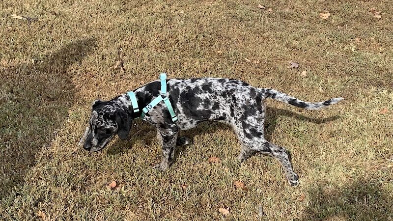 Stuart Nelson Small Dog Park - Paducah, KY