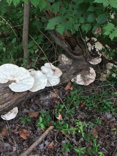 Stuart Nelson Small Dog Park - Paducah, KY