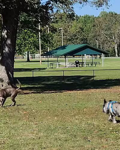 Stuart Nelson Small Dog Park - Paducah, KY