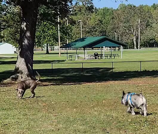 Stuart Nelson Small Dog Park - Paducah, KY