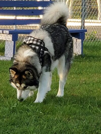 Craig Park Dog Park - Painted Post, NY