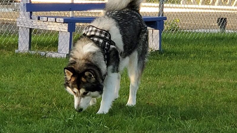 Craig Park Dog Park - Painted Post, NY