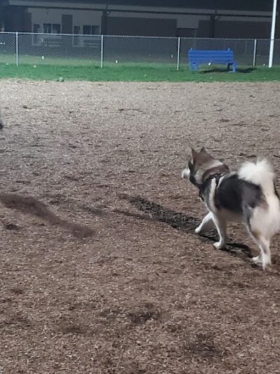 Craig Park Dog Park - Painted Post, NY