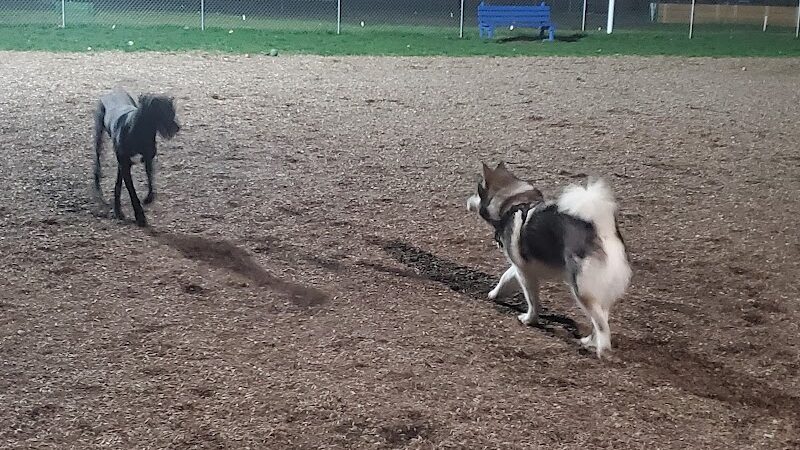 Craig Park Dog Park - Painted Post, NY