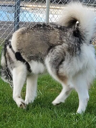 Craig Park Dog Park - Painted Post, NY